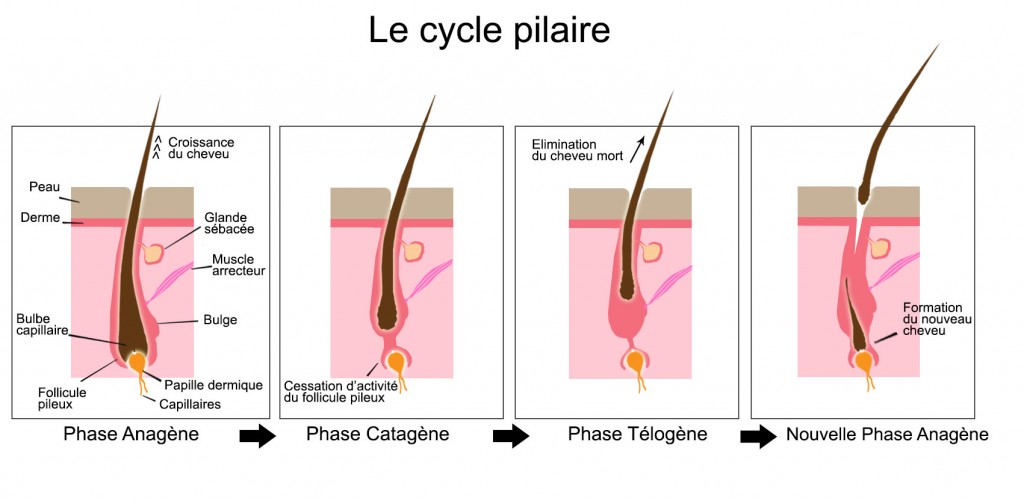 LE CYCLE PILAIRE, COMMENT CA MARCHE ? KemetCare Concept — free download